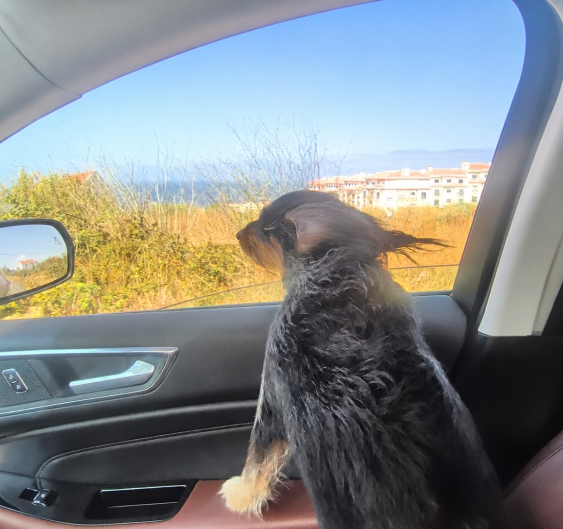 Dog looking out of a car window during a drive in Portugal